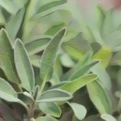 Kitchen Herbs for Witches: Sage  