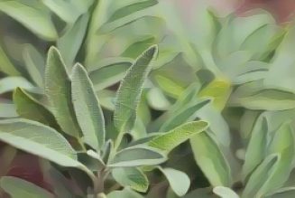 Kitchen Herbs for Witches: Sage  