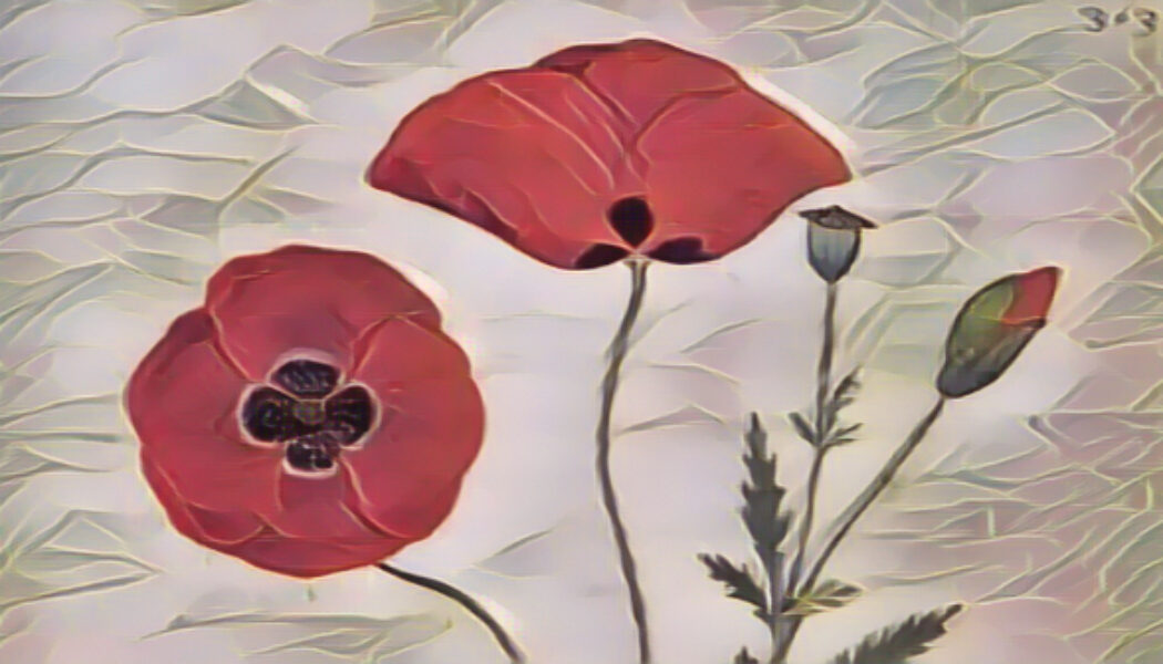 Poppies the Magick of
