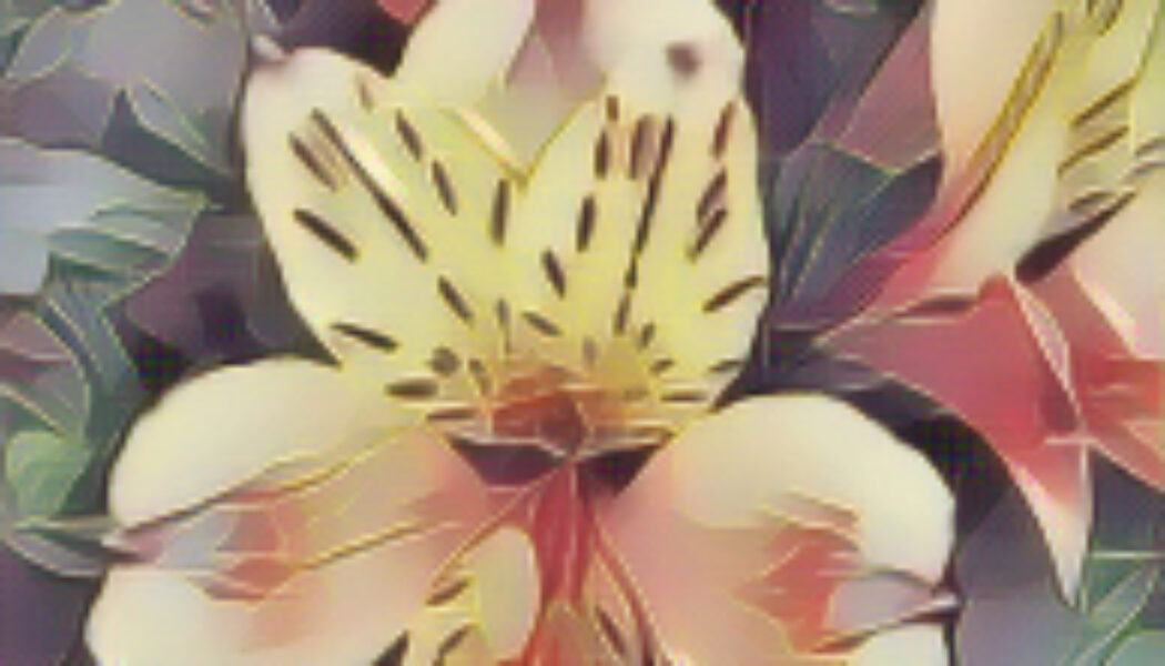 Alstroemeria Summer Breeze: The Magick of