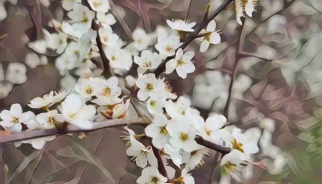 Blackthorn The Magick of