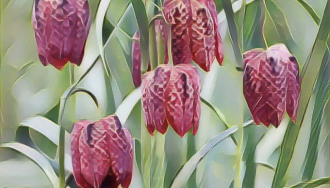 Fritillaria