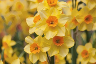 Daffodil