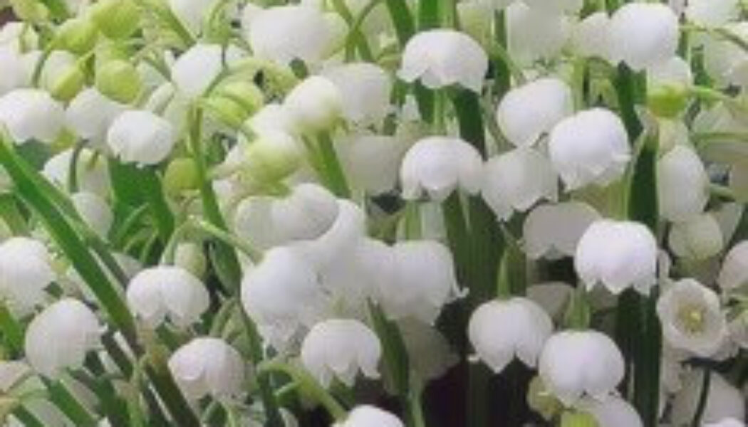 lilly of the Valley