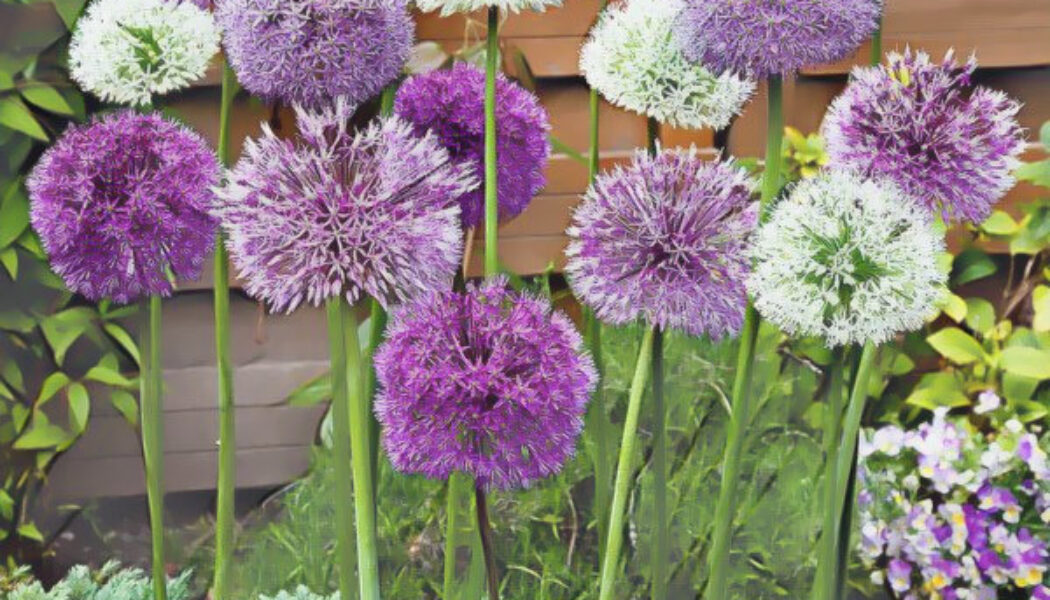 Allium 