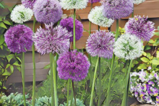 Allium 