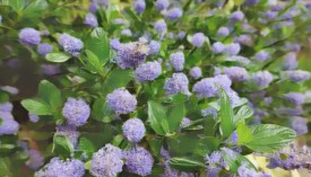 Ceanothus