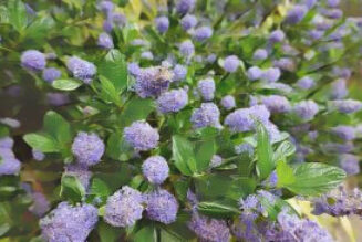 Ceanothus