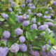 Ceanothus