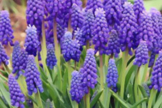 Grape Hyacinths
