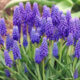 Grape Hyacinths