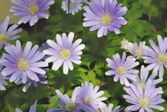 Grecian Windflower (Anemone blanda ‘Blue Shades’)