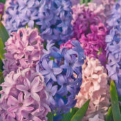  Hyacinth
