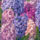  Hyacinth