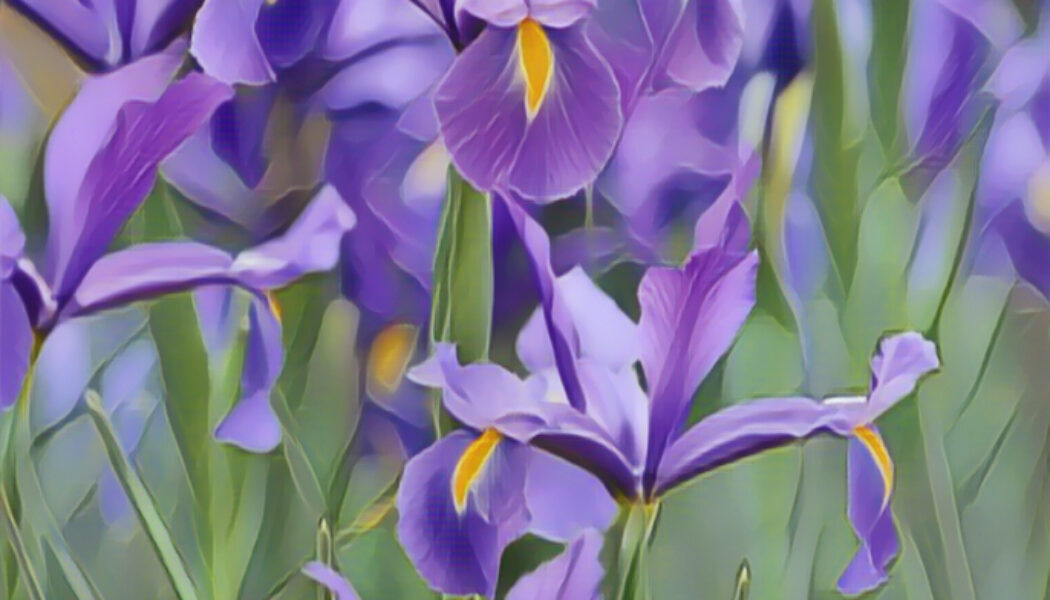 Iris