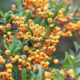 Pyracantha