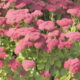 Sedum 