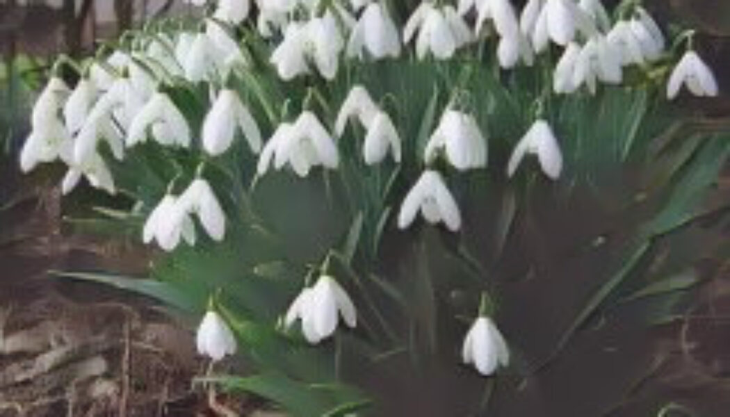 Snowdrop (Galanthus nivalis)