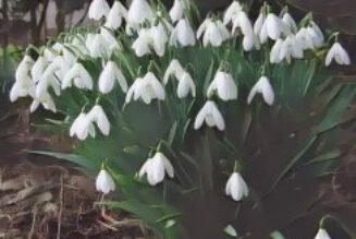 Snowdrop (Galanthus nivalis)