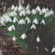 Snowdrop (Galanthus nivalis)