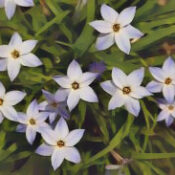 Spring Starflower
