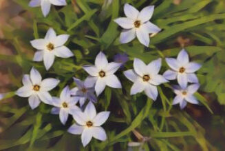 Spring Starflower