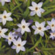 Spring Starflower