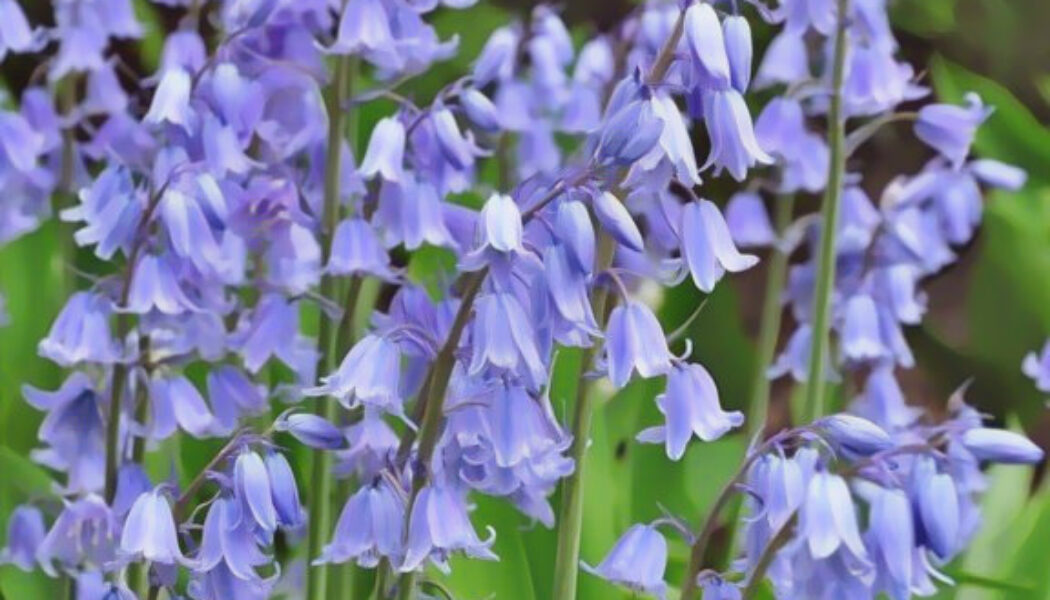 Bluebells