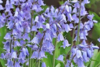 Bluebells