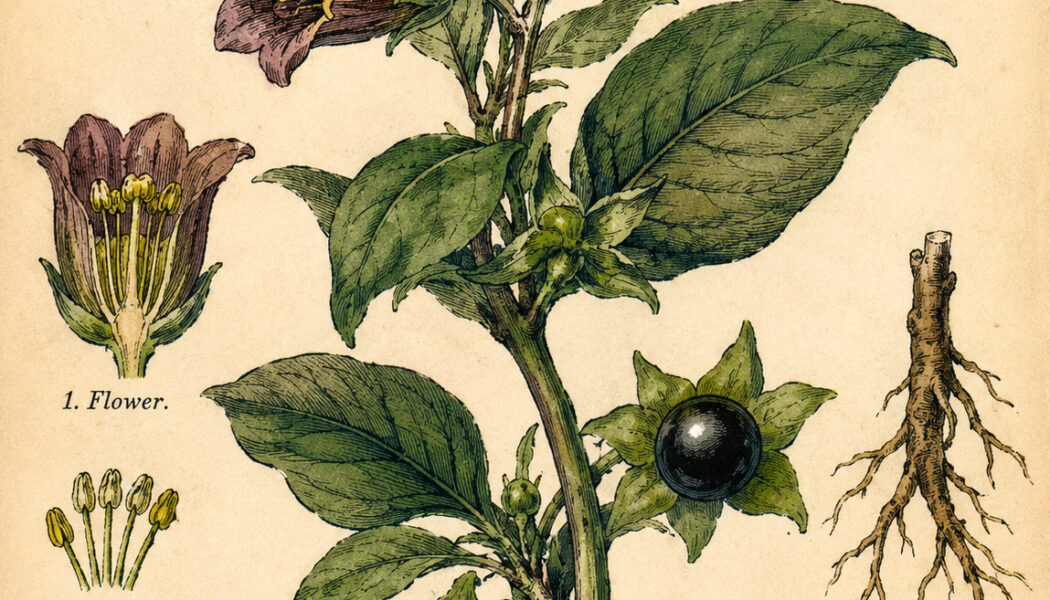 Belladonna and Its Place in Witchcraft