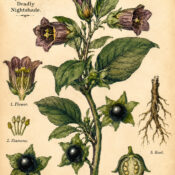Belladonna and Its Place in Witchcraft