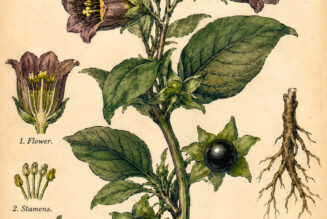 Belladonna and Its Place in Witchcraft