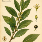 Bay Leaf and Its Place in Witchcraft