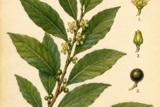 Bay Leaf and Its Place in Witchcraft