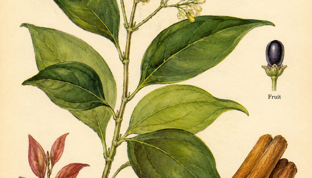Cinnamon and Its Place in Witchcraft