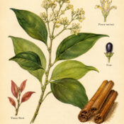 Cinnamon and Its Place in Witchcraft