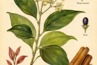 Cinnamon and Its Place in Witchcraft