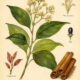 Cinnamon and Its Place in Witchcraft
