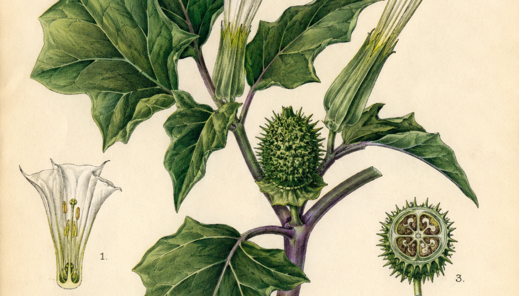 Datura and Its Place in Witchcraft