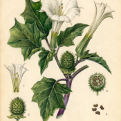 Datura and Its Place in Witchcraft