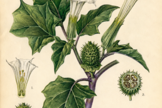 Datura and Its Place in Witchcraft