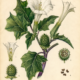 Datura and Its Place in Witchcraft