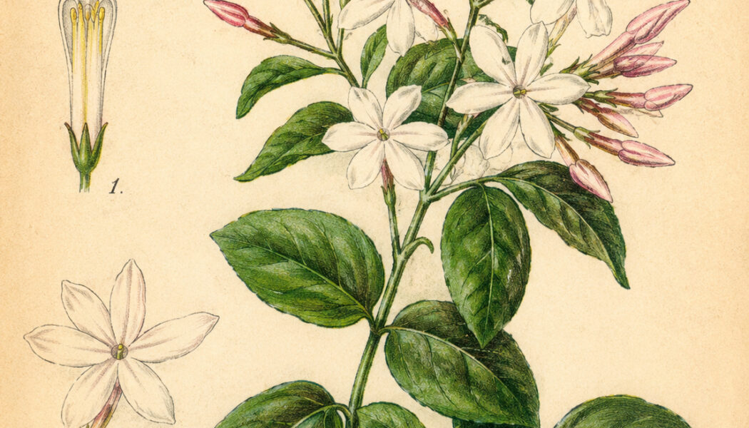 Jasmine and Its Place in Witchcraft