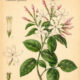 Jasmine and Its Place in Witchcraft