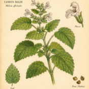 Lemon Balm and Its Place in Witchcraft