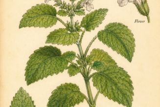 Lemon Balm and Its Place in Witchcraft