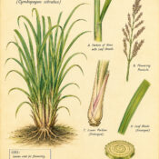 Lemon Grass and Its Place in Witchcraft