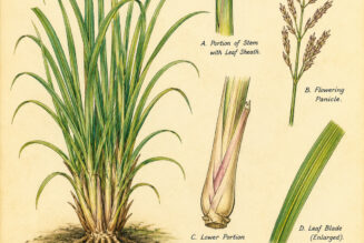 Lemon Grass and Its Place in Witchcraft