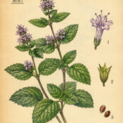 Mint and Its Place in Witchcraft
