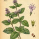 Mint and Its Place in Witchcraft